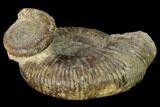 Two Bathonian Ammonite (Procerites) Fossils - France #152766-3
